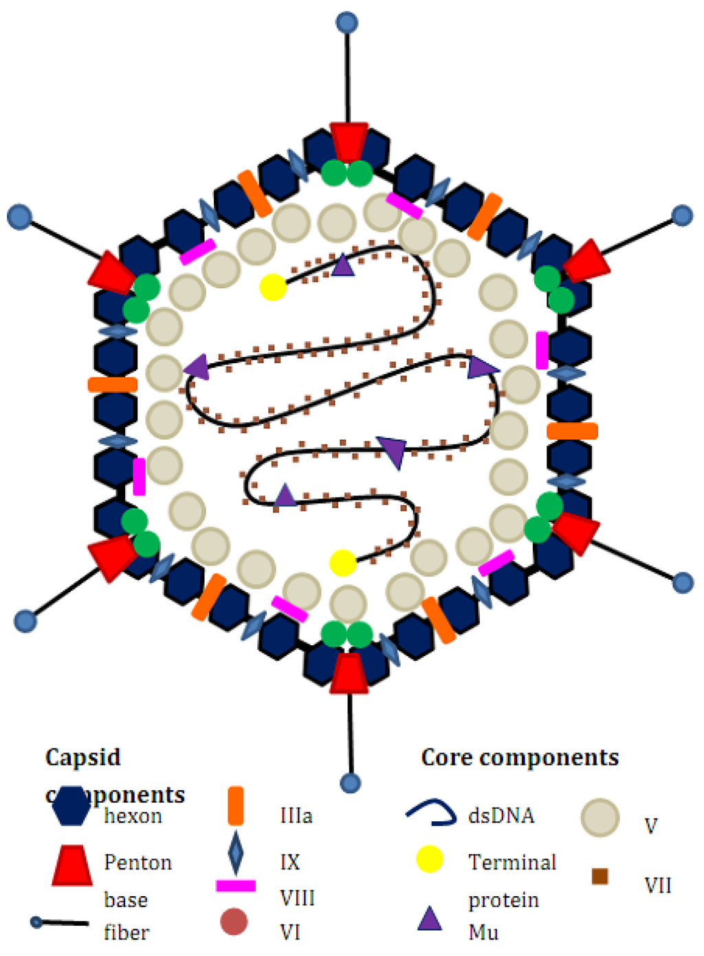 Structure of an adenovirus