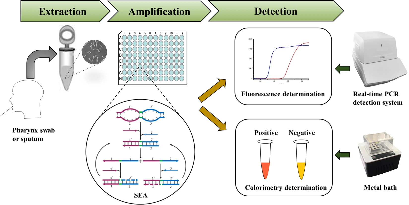 Schematic illustration of SEA assay for M. pneumoniae infection in clinical specimens.